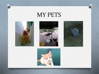 MY PETS