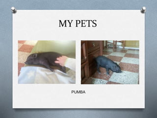 MY PETS
PUMBA
