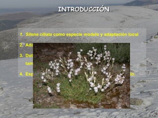 INTRODUCCIÓNINTRODUCCIÓN
1. Silene ciliata como especie modelo y adaptación local
2. Adaptación local desde perspectiva ge...