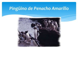 Pingüino de Penacho Amarillo
 
