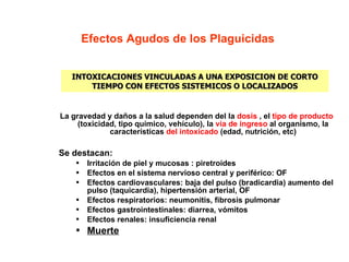 Efectos Agudos de los  Plaguicidas La gravedad y daños a la salud dependen del la  dosis  , el  tipo de producto  (toxicidad, tipo químico, vehículo), la  vía de ingreso  al organismo, la características  del intoxicado  (edad, nutrición, etc) Se destacan: Irritación de piel y mucosas  :  piretroides Efectos en el sistema nervioso central y perif é rico : OF Efectos cardiovasculares: baja del pulso (bradicardia) aumento del pulso (taquicardia), hipertensión arterial , OF Efectos respiratorios: neumonitis, fibrosis pulmonar Efectos gastrointestinales: diarrea, vómitos Efectos renales: insuficiencia renal Muerte INTOXICACIONES VINCULADAS A UNA EXPOSICION DE CORTO TIEMPO CON EFECTOS SISTEMICOS O LOCALIZADOS 