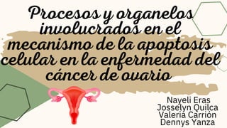 Procesos y organelos
involucrados en el
mecanismo de la apoptosis
celular en la enfermedad del
cáncer de ovario
Nayeli Eras
Josselyn Quilca
Valeria Carrión
Dennys Yanza
 