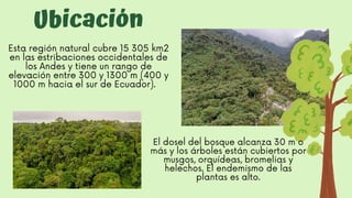 Ubicación
Esta región natural cubre 15 305 km2

en las estribaciones occidentales de

los Andes y tiene un rango de

elevación entre 300 y 1300 m (400 y

1000 m hacia el sur de Ecuador).
El dosel del bosque alcanza 30 m o
más y los árboles están cubiertos por
musgos, orquídeas, bromelias y
helechos. El endemismo de las
plantas es alto.
 