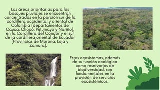 Las áreas prioritarias para los
bosques pluviales se encuentran
concentradas en la porción sur de la
cordillera occidental y oriental de
Colombia (departamentos de
Cauca, Chocó, Putumayo y Nariño),
en la Cordillera del Cóndor y el sur
de la cordillera oriental de Ecuador
(Provincias de Morona, Loja y
Zamora).
Estos ecosistemas, además
de su función ecológica
como reservorios de
biodiversidad, son
fundamentales en la
provisión de servicios
ecosistémicos.
 
