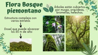 Flora Bosque
piemontano
Estructura compleja con
varios estratos
Dosel que puede alcanzar
los 35 m de alto
Árboles están cubiertos
por musgo, orquídeas,
bromelias, helechos.
 