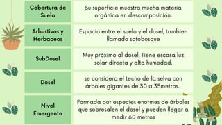 Cobertura de
Suelo
Su superficie muestra mucha materia
orgánica en descomposición.
Arbustivos y
Herbaceos
Espacio entre el suelo y el dosel, tambien
llamado sotobosque
SubDosel
Muy próximo al dosel, Tiene escasa luz
solar directa y alta humedad.
Dosel
se considera el techo de la selva con
árboles gigantes de 30 a 35metros.
Nivel
Emergente
Formada por especies enormes de árboles
que sobresalen el dosel y pueden llegar a
medir 60 metros
 