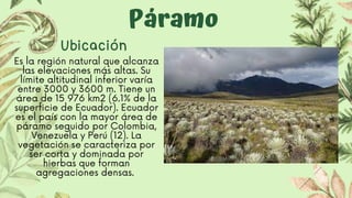 Páramo
Ubicación
Es la región natural que alcanza

las elevaciones más altas. Su

límite altitudinal inferior varía

entre 3000 y 3600 m. Tiene un

área de 15 976 km2 (6.1% de la

superficie de Ecuador). Ecuador

es el país con la mayor área de

páramo seguido por Colombia,

Venezuela y Perú (12). La

vegetación se caracteriza por

ser corta y dominada por

hierbas que forman

agregaciones densas.
 