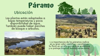 Páramo
Ubicación
Las plantas están adaptadas a

bajas temperaturas y poca

disponibilidad de agua.

También puede haber parches

de bosque o arbustos.
L a importancia de los páramos radica
en su gran valor científico y ecológico.
Su flora, en un alto porcentaje endémica
y su paisaje tropical montañoso es único
 