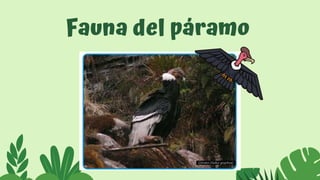 Fauna del páramo
 
