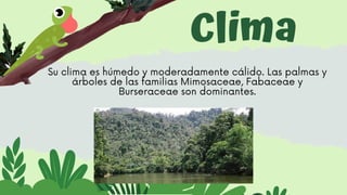 Clima
Su clima es húmedo y moderadamente cálido. Las palmas y
árboles de las familias Mimosaceae, Fabaceae y
Burseraceae son dominantes.
 