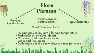 Flora
Páramo
Prevene
inundaciones
Plantas poseen
adaptaciones Hojas resistentes
La baja presión del aire y la baja temperatura
Radiación ultravioleta intensa
Cambios rápidos en la insolación
Sequedad fisiológica
Daño físico por granizo y algunas veces por nieve
Condiciones ecológicas
 