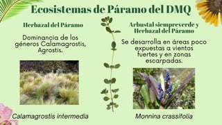 Ecosistemas de Páramo del DMQ
Herbazal del Páramo Arbustal siempreverde y
Herbazal del Páramo
Dominancia de los
géneros Calamagrostis,
Agrostis.
Calamagrostis intermedia Monnina crassifolia
Se desarrolla en áreas poco
expuestas a vientos
fuertes y en zonas
escarpadas.
 