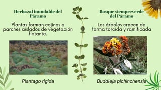 Bosque siempreverde
del Páramo
Plantas forman cojines o
parches aislados de vegetación
flotante.
Los árboles crecen de
forma torcida y ramificada
Herbazal inundable del
Páramo
Plantago rigida Buddleja pichinchensis
 