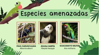 Especies amenazadas
PAVA CARUNCULADA
Aburria aburri
ÁGUILA HARPÍA
Harpia harpyja
GUACAMAYO MILITAR
Ara militaris
 