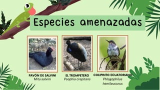 Especies amenazadas
PAVÓN DE SALVINI
Mitu salvini
EL TROMPETERO
Psophia crepitans
COLIPINTO ECUATORIANO
Phlogophilus
hemileucurus
 