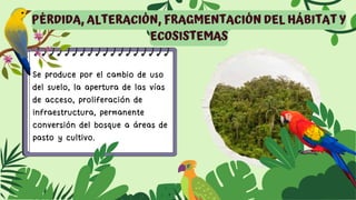 Se produce por el cambio de uso
del suelo, la apertura de las vías
de acceso, proliferación de
infraestructura, permanente
conversión del bosque a áreas de
pasto y cultivo.
PÉRDIDA, ALTERACIÓN, FRAGMENTACIÓN DEL HÁBITAT Y
ECOSISTEMAS
 