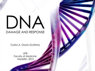 DNADAMAGE AND RESPONSE
:
Carlos A. Osorio Gutiérrez
UPB
Faculty of Medicine
Medellín, 2015
 