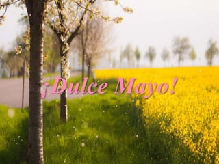 ¡Dulce Mayo!
 