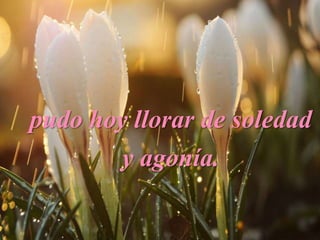 pudo hoy llorar de soledad
y agonía.
 