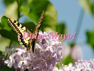¡Dulce Mayo!
 