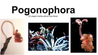 Pogonophora
(G. pogon: barba; phora: que lleva).

 