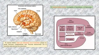 El sistema límbico incluye la amígdala, el hipotálamo, y el hipocampo.
El sistema límbico tiene que interactuar con el neocórtex porque no
puede funcionar completamente solo. Necesita interaccionar con el
neocórtex para procesar las emociones.
 