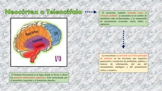 El neocórtex, también conocido como la
“corteza cerebral”, se encuentra en el cerebro de
mamíferos más evolucionados, y es responsable
de pensamiento avanzado, razón, habla, y
sapiencia.
El Sistema Neocortical es el lugar donde se llevan a efecto
los procesos intelectuales superiores. Está estructurado por
el hemisferio izquierdo y el hemisferio derecho.
La neocorteza se convierte en el foco principal
de atención en las lecciones que requieren
generación o resolución de problemas, análisis y
síntesis de información, del uso del
razonamiento analógico y del pensamiento
crítico y creativo.
 