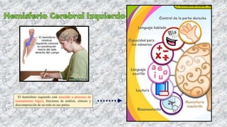 El hemisferio izquierdo está asociado a procesos de
razonamiento lógico, funciones de análisis, síntesis y
descomposición de un todo en sus partes.
 