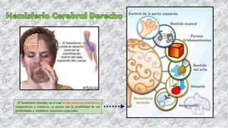 El hemisferio derecho, en el cual se dan procesos asociativos,
imaginativos y creativos, se asocia con la posibilidad de ver
globalidades y establecer relaciones espaciales.
 