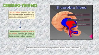 Es un modelo propuesto por Paul
MacLean para explicar la función de los
rastros de evolución existentes en la
estructura del cerebro humano
En este modelo, el cerebro se divide en
tres cerebros separados que tienen su
propia inteligencia especial, subjetividad,
sentido de tiempo y espacio, y memoria.
El cerebro triúnico consiste en el complejo reptiliano, el sistema límbico, y el neocórtex.
 
