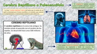 El complejo-R, también conocido
como el "cerebro reptiliano", incluye
el tronco del encéfalo y el cerebelo.
La frase "cerebro reptiliano" deriva del hecho que el cerebro de un
reptil es dominado por el tronco encefálico y el cerebelo, que controla
el comportamiento y el pensamiento instintivos para sobrevivir.
Este cerebro controla los músculos, equilibrio y las funciones
autonómicas (ej. respiración y latido del corazón). Por
consiguiente, es principalmente reactivo a estímulos directos.
 