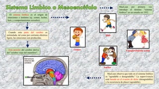 Esta porción del cerebro deriva
del "cerebro viejo del mamífero".
El sistema límbico es el origen de
emociones e instintos (ej. comer, luchar,
huir, y comportamientos sexuales).
Cuando esta parte del cerebro es
estimulada, tal como por corriente eléctrica
ligera, las emociones son producidas.
MacLean por primera vez
introdujo el término "sistema
límbico" en un estudio en 1952
MacLean observa que todo en el sistema limbíco
es "agradable o desagradable." La supervivencia
está basada en el evasión de dolor (desagradable)
y la recurrencia de placer (agradable).
Comer
Huir
Luchar
Comportamiento sexual
 