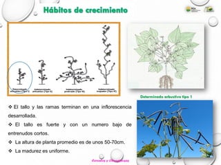  El tallo y las ramas terminan en una inflorescencia
desarrollada.
 El tallo es fuerte y con un numero bajo de
entrenudos cortos.
 La altura de planta promedio es de unos 50-70cm.
 La madurez es uniforme.
Determinado arbustivo tipo 1
Hábitos de crecimiento
Cereales y Oleaginosas
 