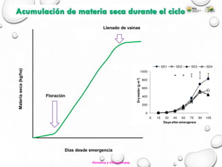 Acumulación de materia seca durante el ciclo
Días desde emergencia
Materiaseca(kg/ha)
Floración
Llenado de vainas
Cereales y Oleaginosas
 