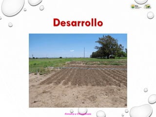 Cereales y Oleaginosas
 