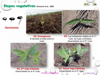 Etapas vegetativas Schwartz et al., 2005
Germinación
VE: Emergencia
El epicótile emerge sobre el
suelo
© Rubén Toledo
VC: Los cotiledones visibles en el 1er
nudo, las hojas unifoliadas
desarrolladas en el 2do nudo.
V2: 2da hoja trifoliada
Desarrolladas en el 4to nudo.
V3: Tercer hoja trifoliada
Desarrolladas en el 5to nudo.
Cereales y Oleaginosas
 