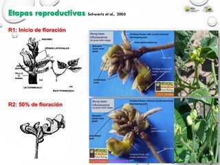 R1: Inicio de floración
R2: 50% de floración
Etapas reproductivas Schwartz et al., 2005
Cereales y Oleaginosas
 