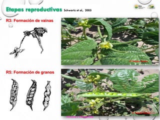R3: Formación de vainas
R5: Formación de granos
© Toledo, Rubén
© Toledo, Rubén
Etapas reproductivas Schwartz et al., 2005
Cereales y Oleaginosas
 