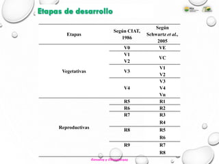 Etapas
Según CIAT,
1986
Según
Schwartz et al.,
2005
Vegetativas
V0 VE
V1
VC
V2
V3
V1
V2
V4
V3
V4
Vn
Reproductivas
R5 R1
R6 R2
R7 R3
R4
R8 R5
R6
R9 R7
R8
Etapas de desarrollo
Cereales y Oleaginosas
 