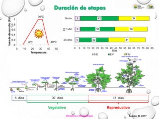 5
6
6
32
38
42
41
36
34
0 5 10 15 20 25 30 35 40 45 50 55 60 65 70 75 80 85
24-ene.
1-dic.
8-nov.
Días
FS
S-E E-F F-M
37 días 37 días6 días
Vegetativo Reproductivo
Toledo, R. 2017
Temperatura
0
0.2
0.4
0.6
0.8
1
0 10 20 30 40 50
tasadedesarrollo(1/d)
8ºC
30ºC
40ºC
Duración de etapas
Cereales y Oleaginosas
 