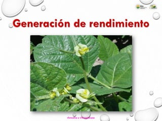 Cereales y Oleaginosas
 