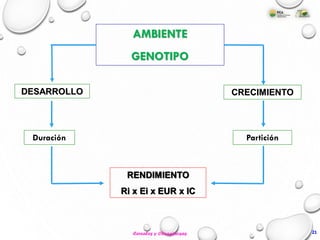 AMBIENTE
GENOTIPO
DESARROLLO CRECIMIENTO
Duración Partición
RENDIMIENTO
Ri x Ei x EUR x IC
2121Cereales y Oleaginosas
 