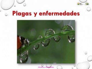 Cereales y Oleaginosas
 