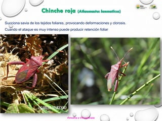 Chinche roja (Athaumastus haematicus)
Succiona savia de los tejidos foliares, provocando deformaciones y clorosis.
Cuando el ataque es muy intenso puede producir retención foliar
Cereales y Oleaginosas
 