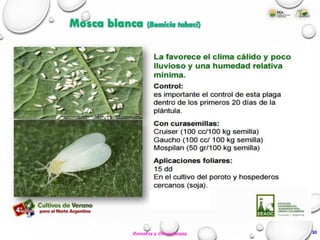 30
Mosca blanca (Bemicia tabaci)
Cereales y Oleaginosas
 