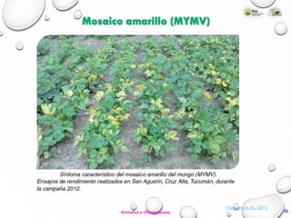 Vizgarra et al., 2012
31Cereales y Oleaginosas
Mosaico amarillo (MYMV)
 