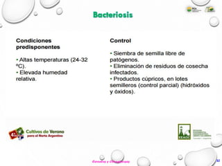 32Cereales y Oleaginosas
Bacteriosis
 