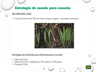 Estrategia de secado para cosecha
 