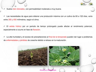  Suelos bien drenados, con permeabilidad moderada a muy buena.
 Las necesidades de agua para obtener una producción máxima con un cultivo de 60 a 120 días, varía
entre 350 y 450 milímetros, según el clima.
 El estrés hídrico por un periodo de tiempo prolongado puede afectar el rendimiento potencial,
especialmente si ocurre en fase de floración.
 La alta humedad y el exceso de precipitaciones al final de la temporada pueden dar lugar a problemas
de enfermedades y pérdidas de cosecha debido a retraso en la maduración.
Cereales y Oleaginosas
 