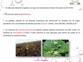  En siembras de noviembre-diciembre se obtienen mejores registros productivos con EES: 0,52m. En
siembras de enero-febrero el EES a 0,26m parecería el mas adecuado para reducir las caídas en el
rendimiento en siembras tardías.
 El ciclo del cultivo es de 80-85 días.
 La genética utilizada en los sistemas productivos del centro-norte de Córdoba son de origen
australiano. Con una densidad de siembra promedio 25 kg ha-1 semilla. -entre 250.000 y 300.000 pl ha-1-
 El adecuado desarrollo vegetativo se logra con temperaturas medias mensuales de 25°C-30°C.
Cereales y Oleaginosas
 